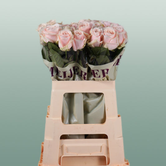 Rose Sweet Avalanche (20 Stems)
