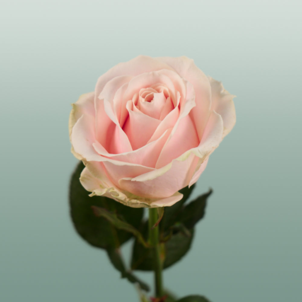 Rose Sweet Avalache 50-60cm (20 Stems)