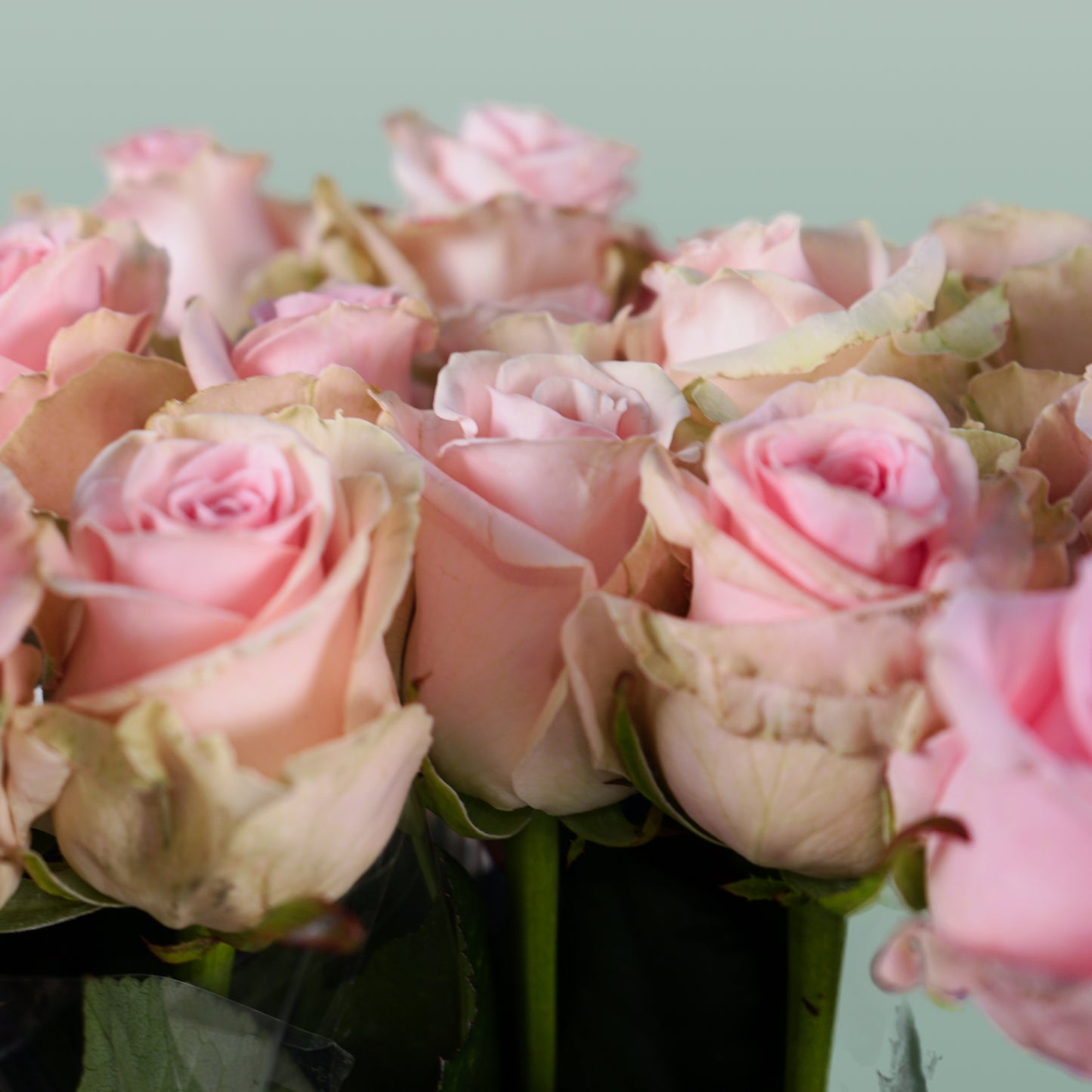 Rose Sweet Dolomiti (20 Stems)