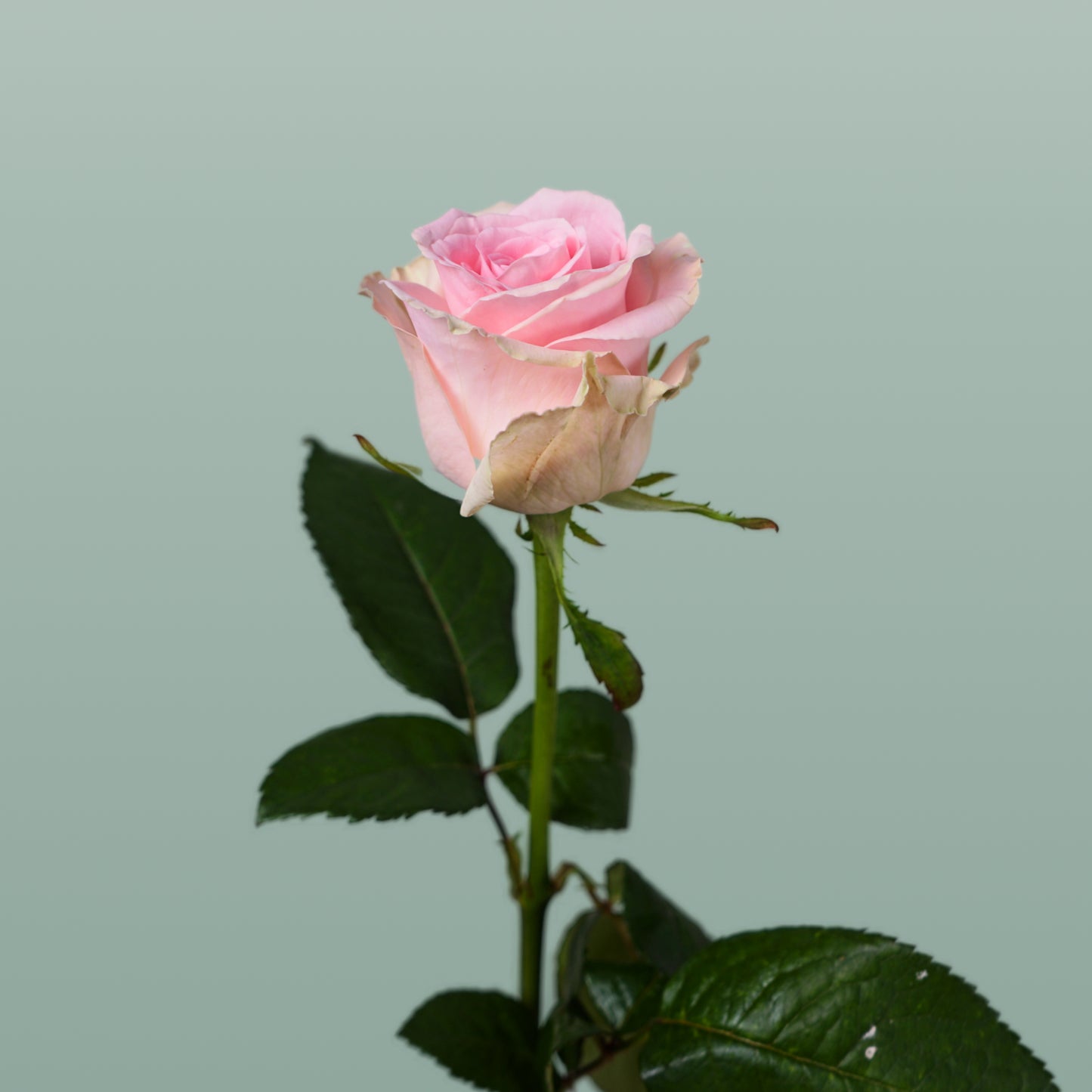 Rose Sweet Dolomiti (20 Stems)