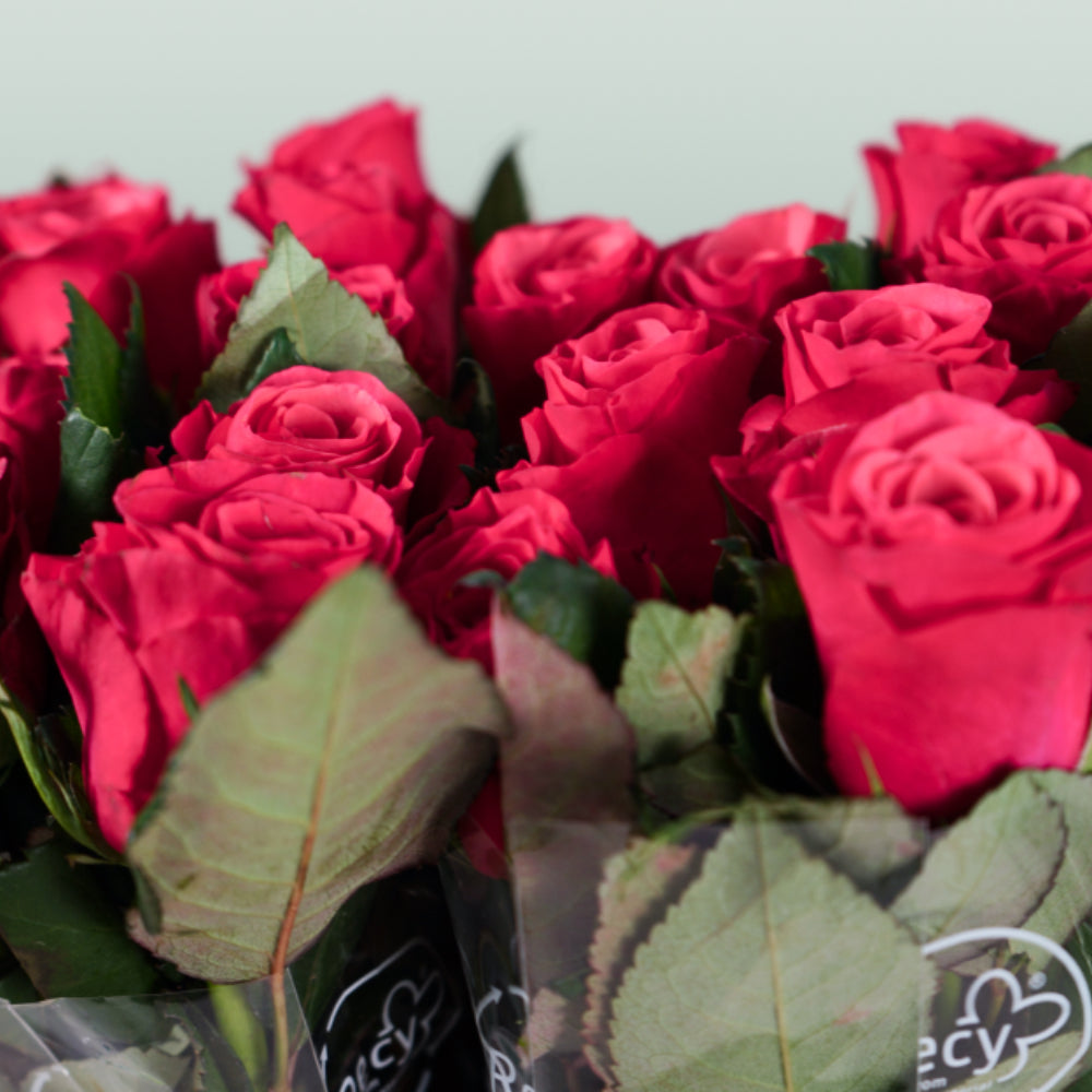 Rose Tacazzi 40-60cm (20 Stems)