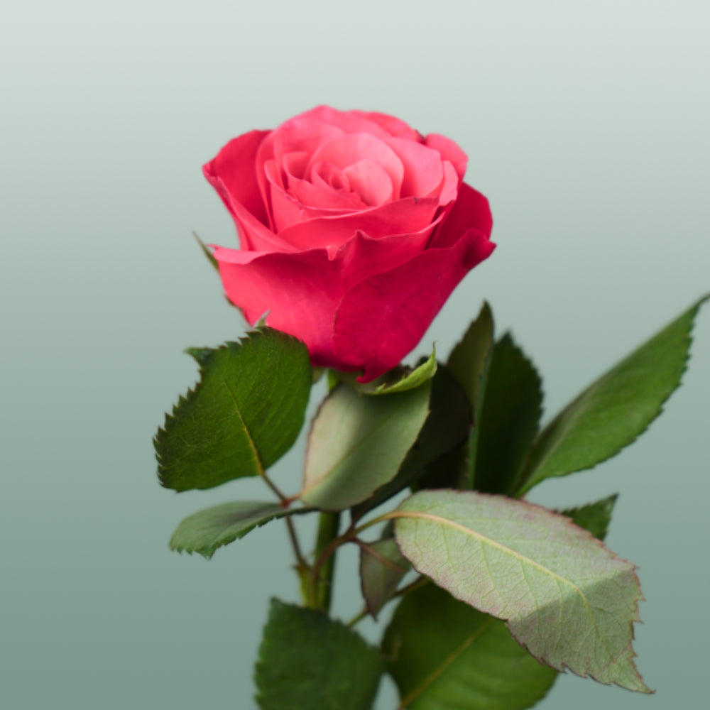Rose Tacazzi 40-60cm (20 Stems)
