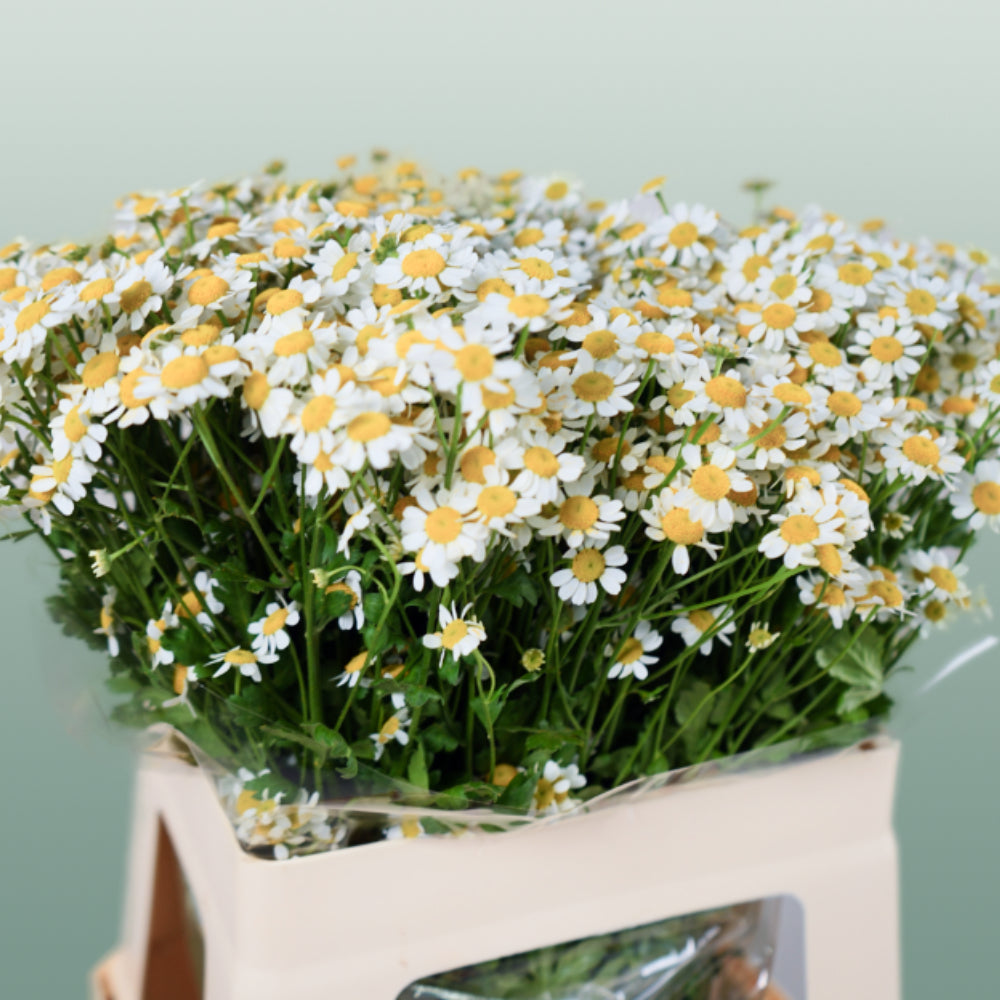 Matricaria Camilla (25 Stems)