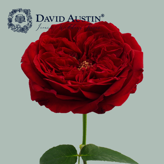 David Austin Tess Rose (24 Stems)