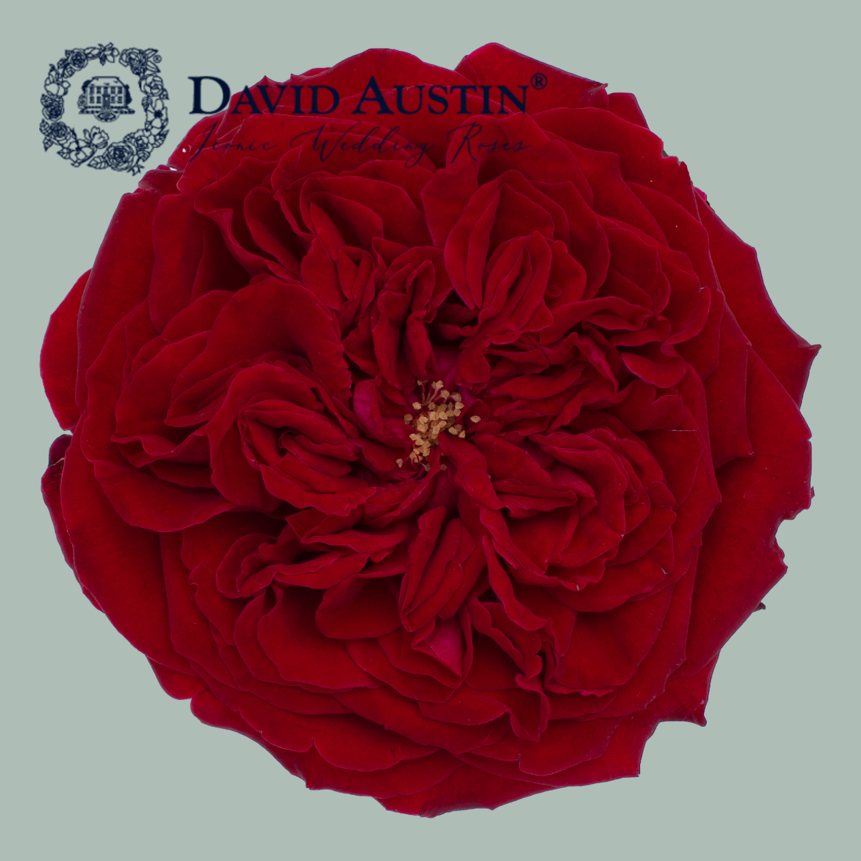 David Austin Tess Rose (24 Stems)
