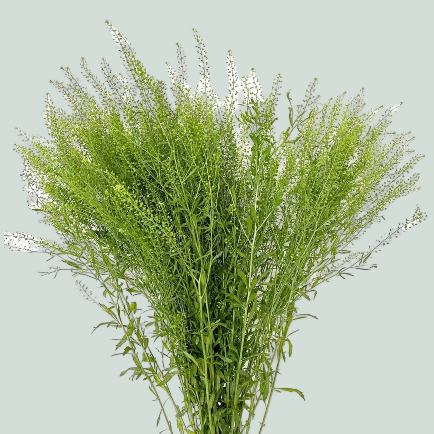 Lepidium Green Bell (25 Stems)