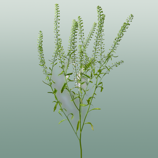 Lepidium Green Bell (25 Stems)