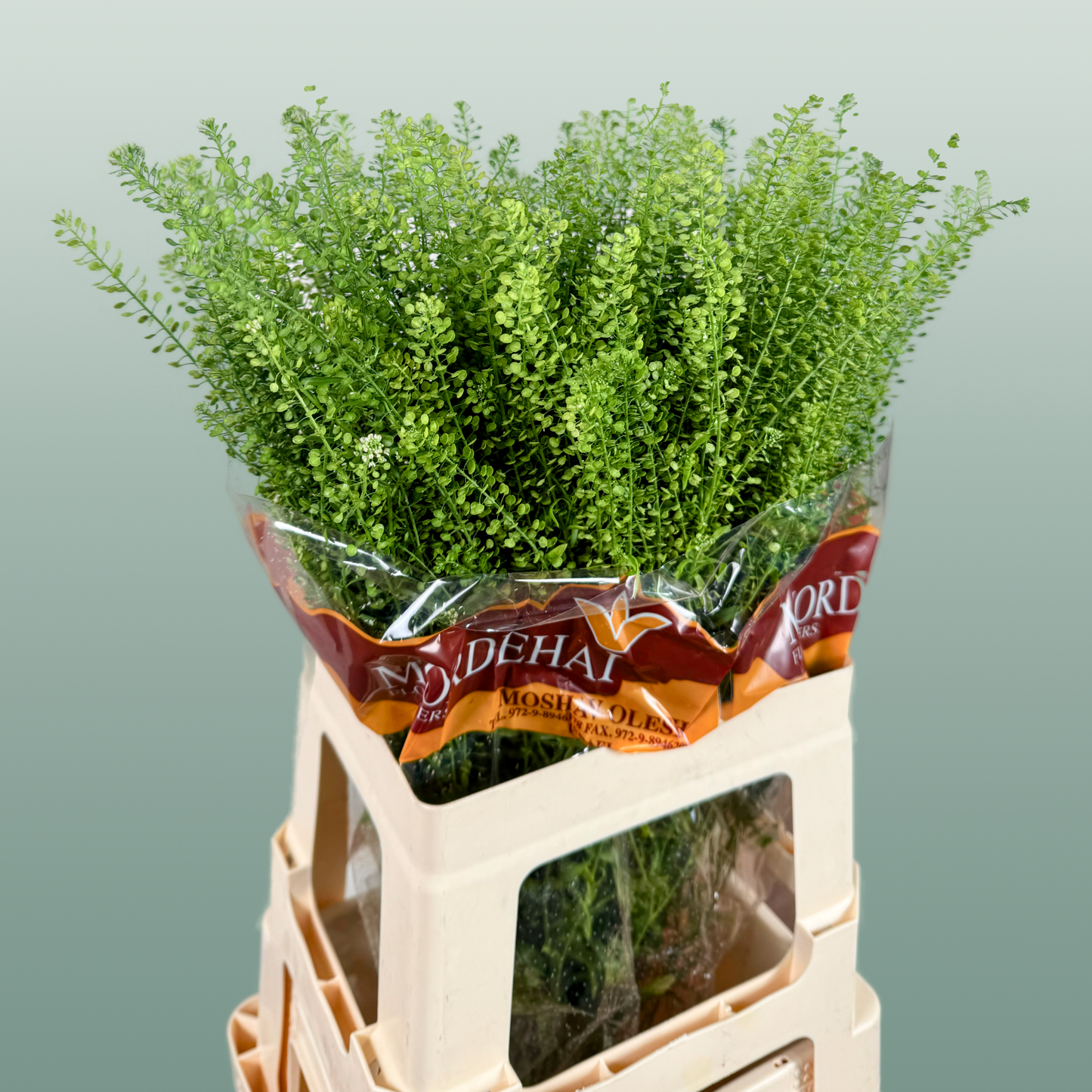 Lepidium Green Bell (25 Stems)