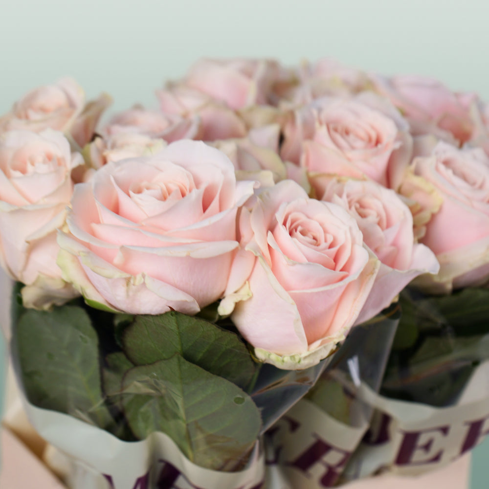 Rose Sweet Avalache 50-60cm (20 Stems)