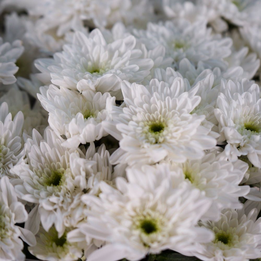 Chrysanthemum Spray Bonita White (20 Stems)