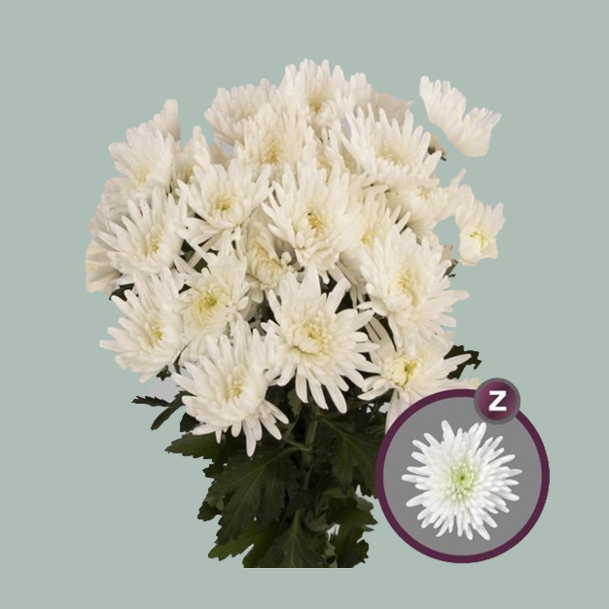 Chrysanthemum Spray Topspin (20 Stems)