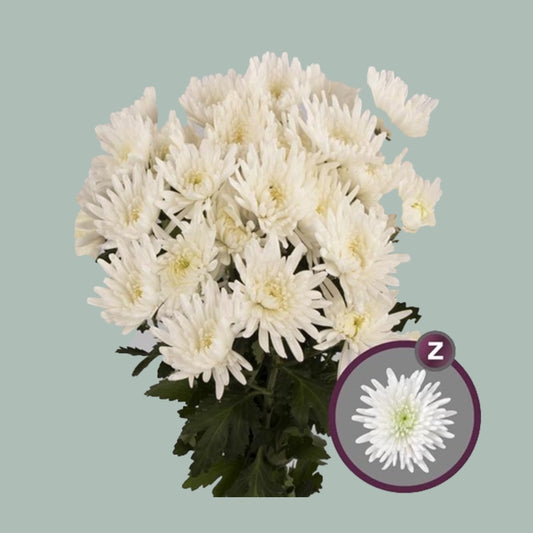 Chrysanthemum Topspin (20 Stems)