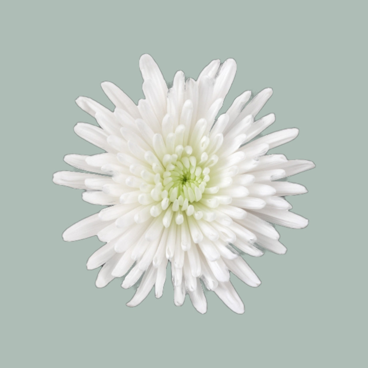 Chrysanthemum Spray Topspin