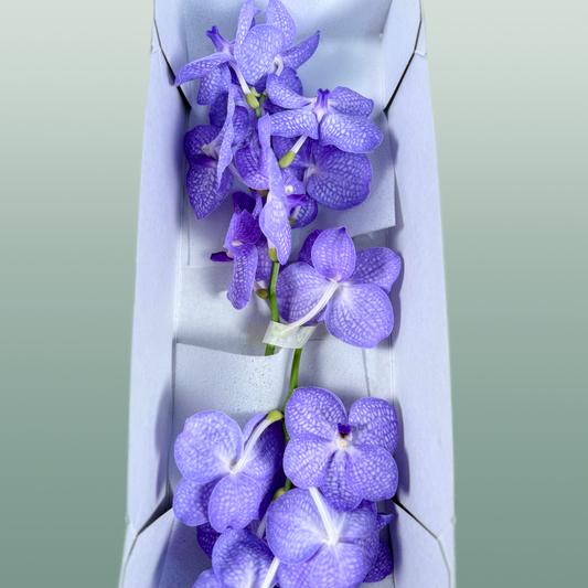 Orchid Vanda Kan Angelite