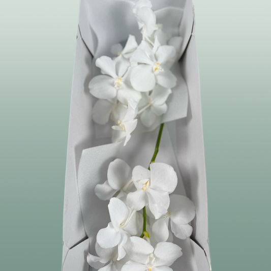 Orchid Vanda Kan Ansu No. 1