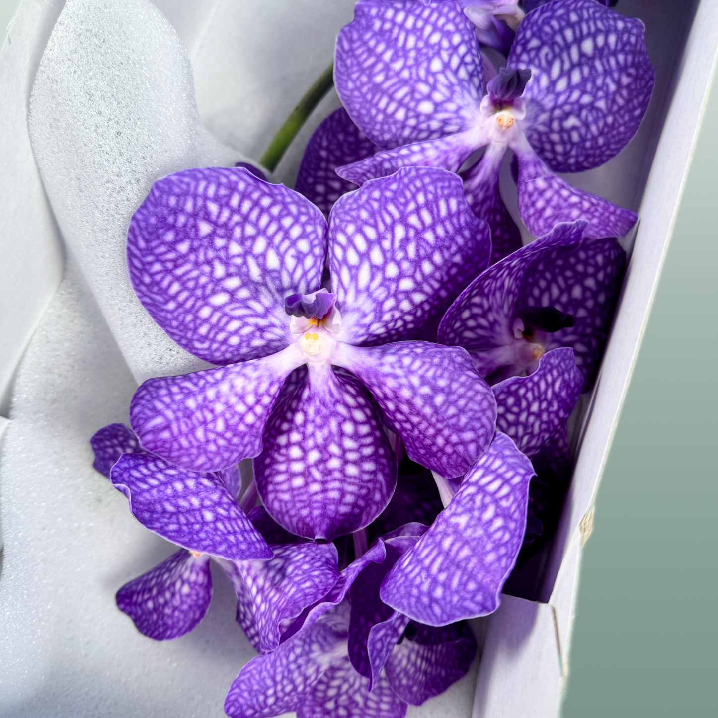 Orchid Vanda Kan Mag Blue