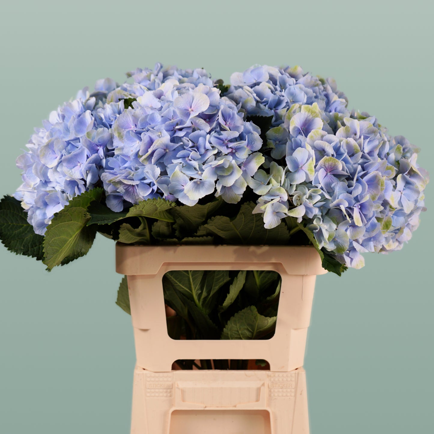 Hydrangea Verena Pastel (10 Stems)