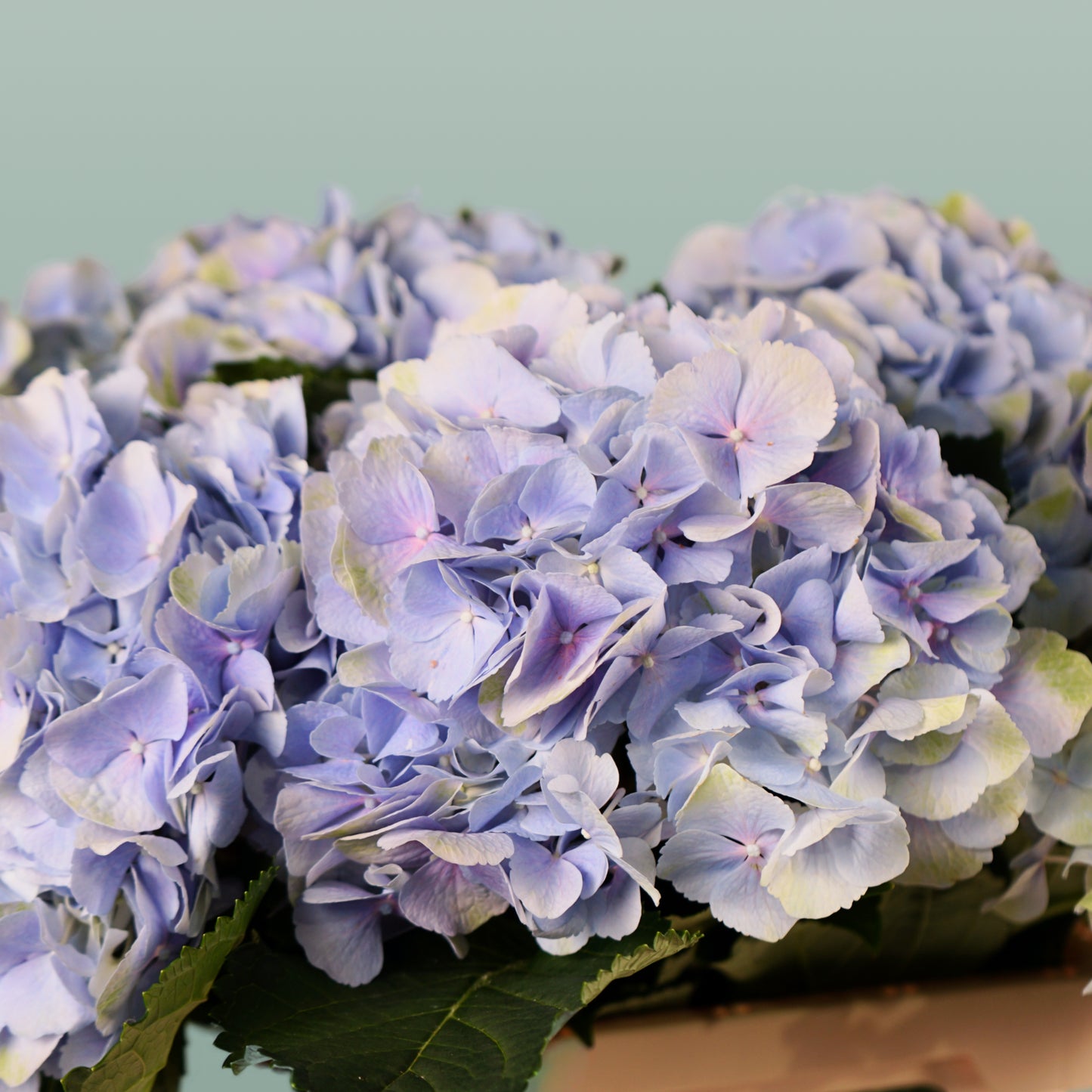 Hydrangea Verena Pastel (10 Stems)