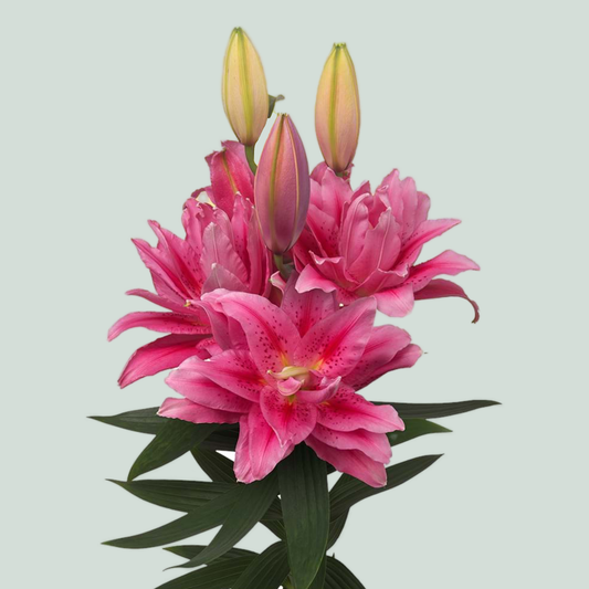 Lily Roselily Viola (OR) (10 Stems)