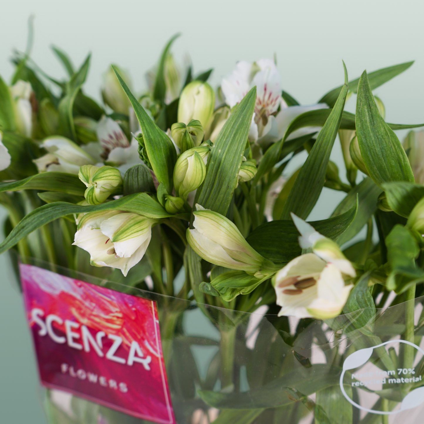 Alstroemeria Virginia (10 Stems)