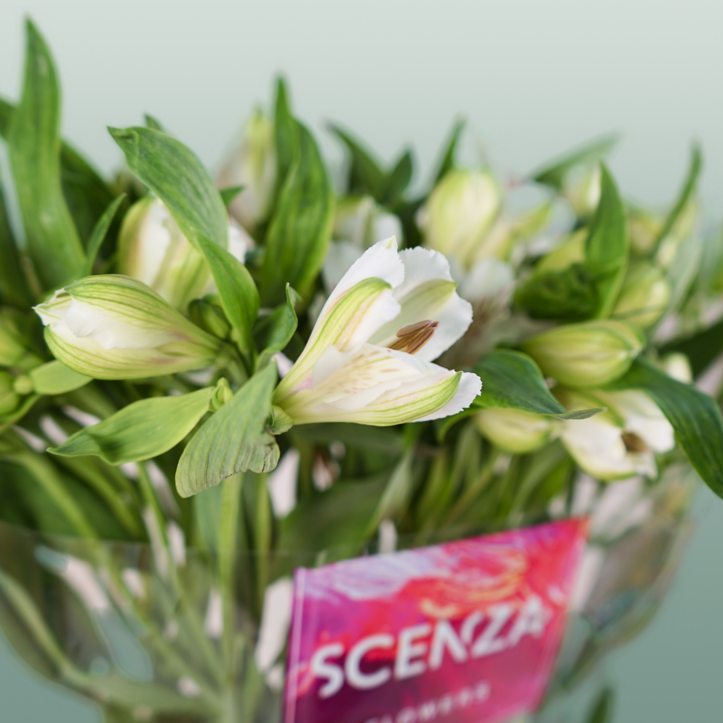 Alstroemeria Virginia (10 Stems)