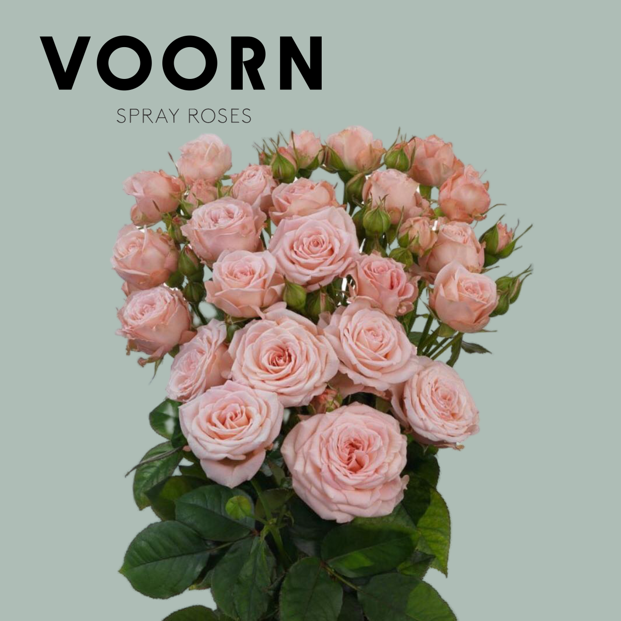 Voorn Spray Rose Aerobic (10 Stems)