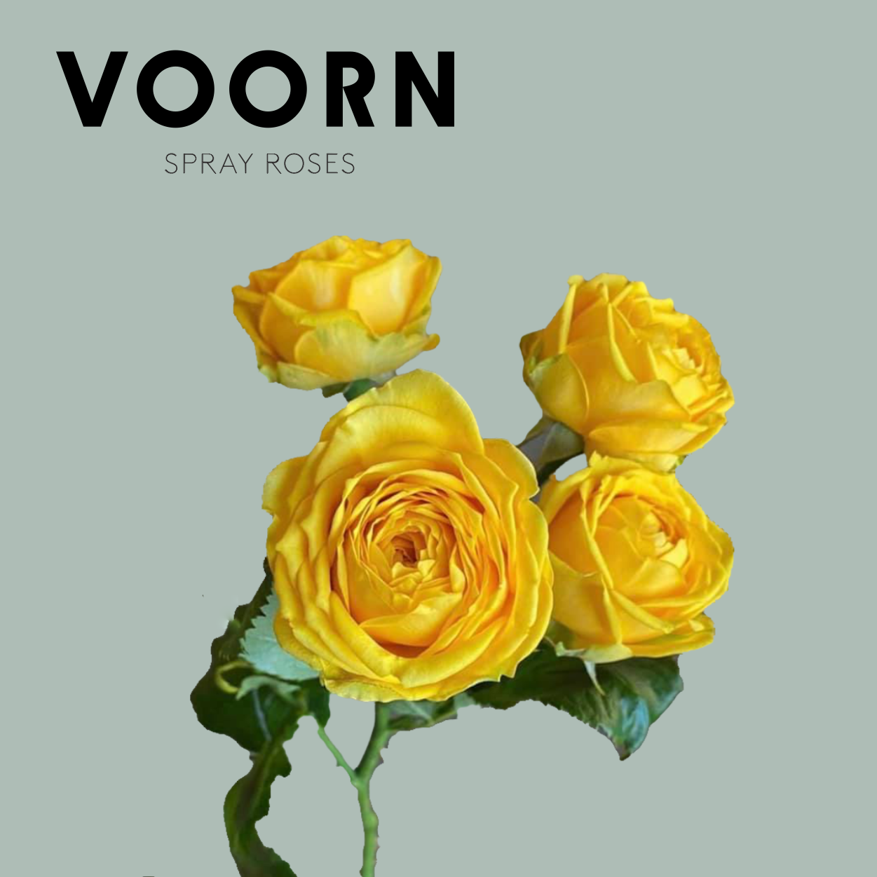 Voorn Spray Rose Luna Trendsetter (10 Stems)