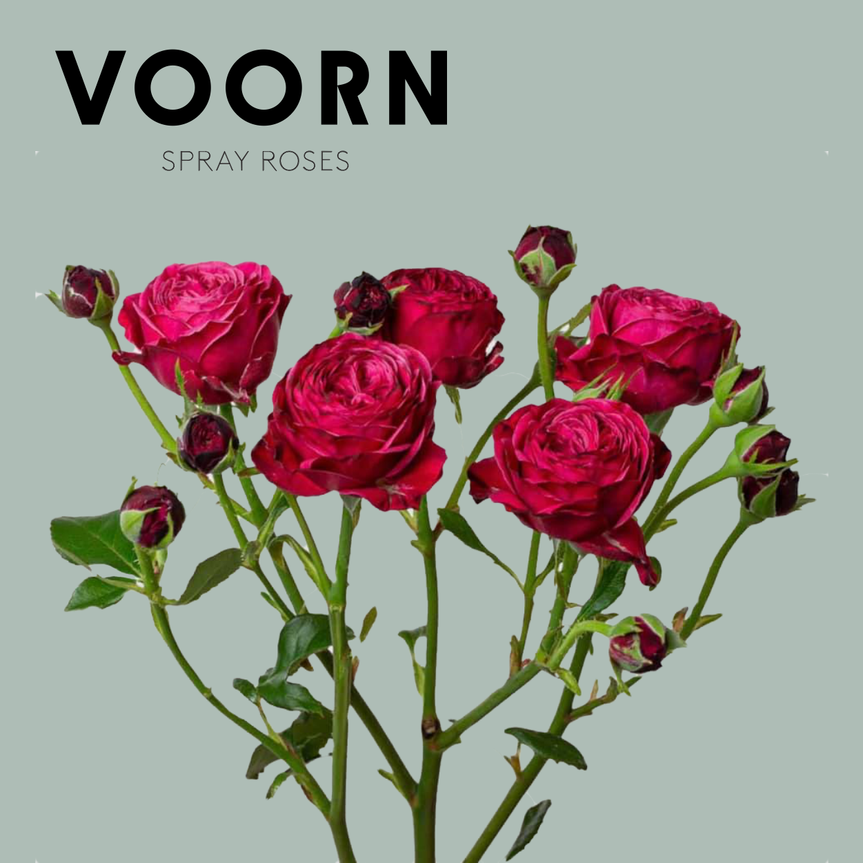 Voorn Spray Rose Party Trendsetter (10 Stems)