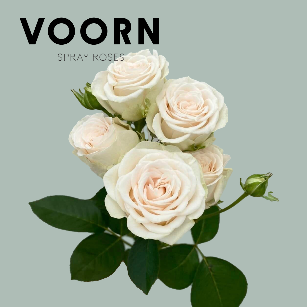 Voorn Spray Rose Sofia (10 Stems)