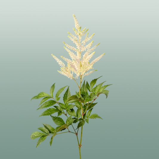 Astilbe Washington (20 Stems)