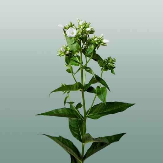 Phlox Whitecap (20 Stems)