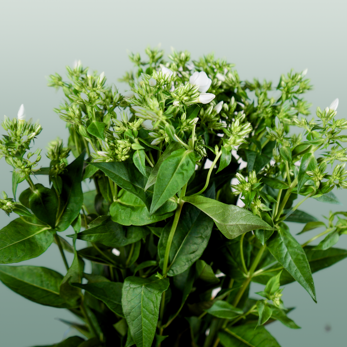 Phlox Whitecap (20 Stems)