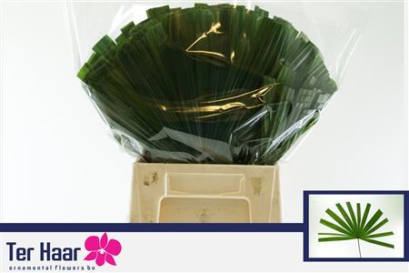 FeedSync:wholesale:c8f24c376c10270948553597d18854ee92f3500d