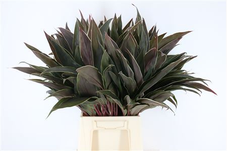 FeedSync:wholesale:44f8732e6874c856abfd6ffea2414fe50a45be69