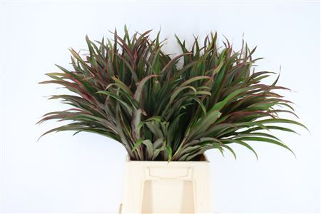 FeedSync:wholesale:9802a6e4ed644b4429e879c5d918f1a2d0d67315