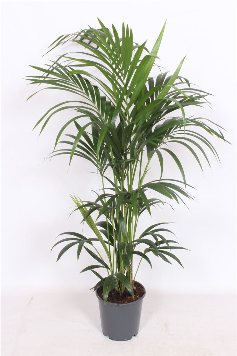 Howea Forsteriana 6pp