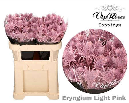 Eryngium Supernova Dyed Light Pink