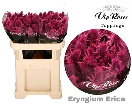 Blue Dyed Eryngium ‘Supernova’ – 60cm Stems