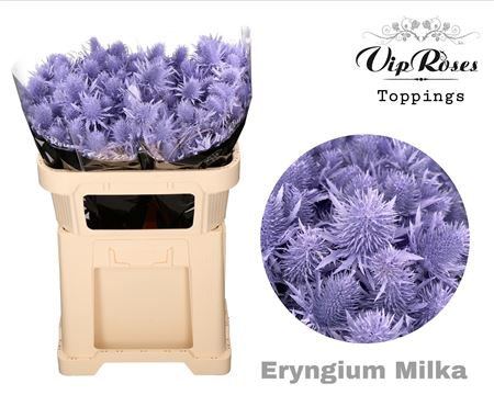 Eryngium Supernova Dyed Milka