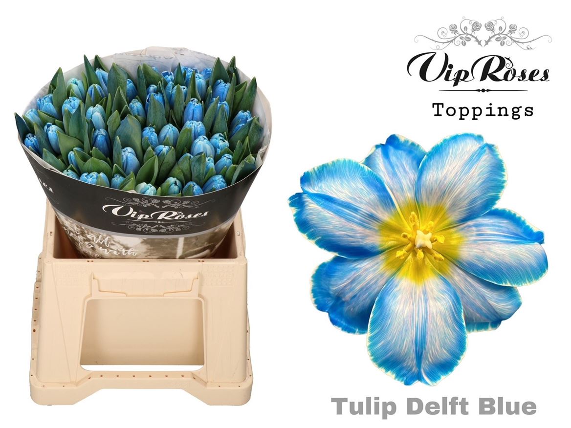 Tulip En A Delft Blue