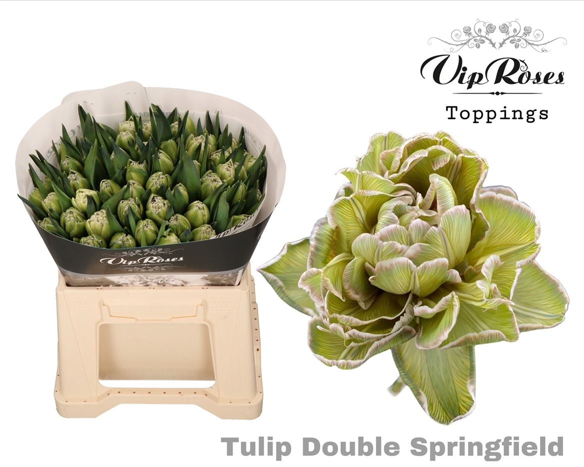Tulip Du Double Springfield