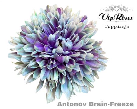 Disbudded Chrysanthemum - Chrysanthemum (Indicum Grp) - Antonov Brain Freeze