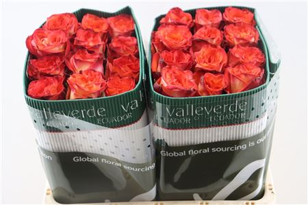 FeedSync:wholesale:8fd63bd560c6c514712e0b6739b7ef7f8d370487