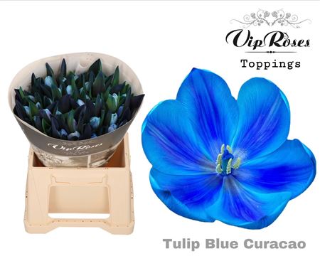 Tulip Dyed Blue Curacao