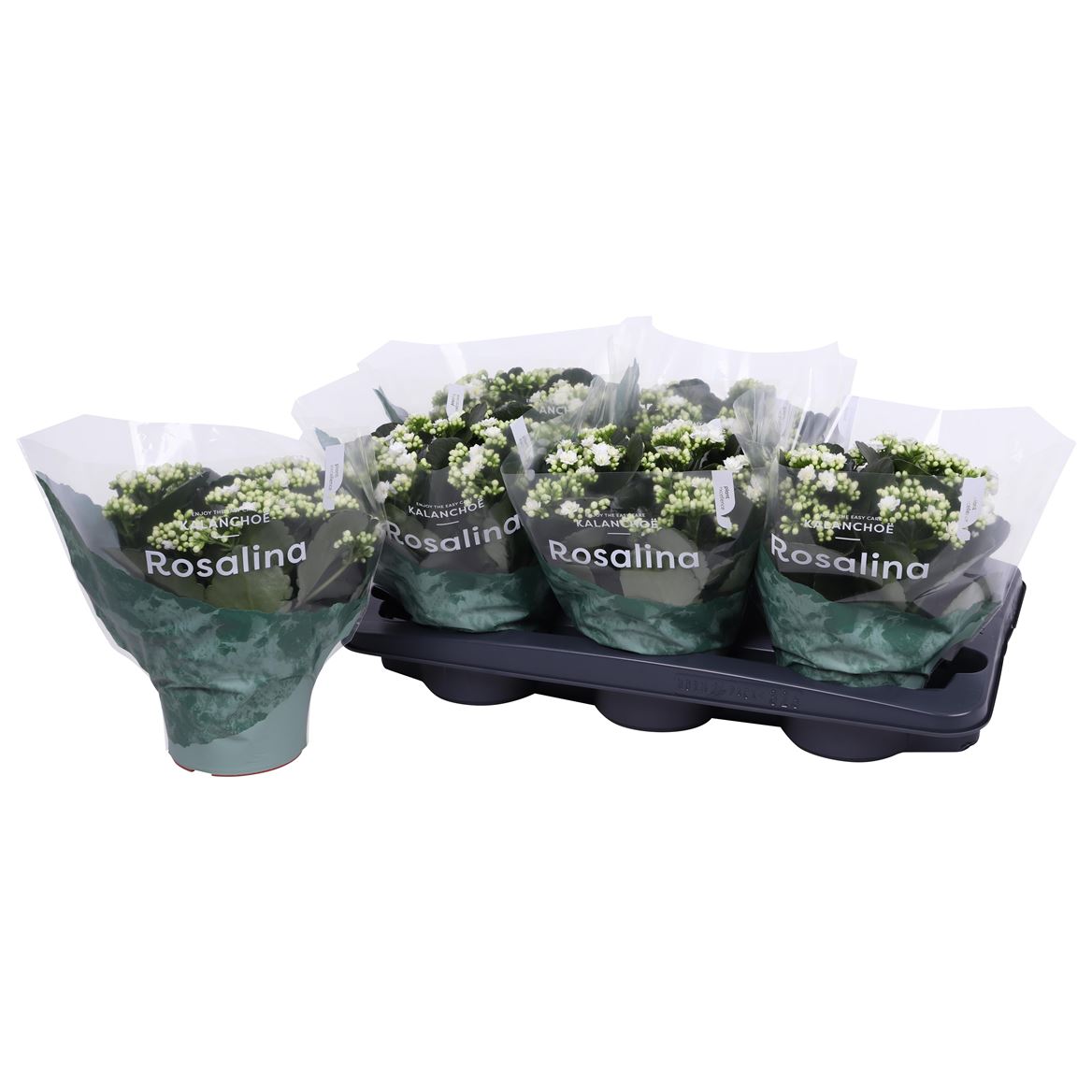 Kalanchoe Double Rosalina Don Dione