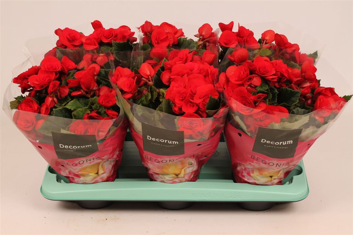 BegoniaDu Rood Baladin