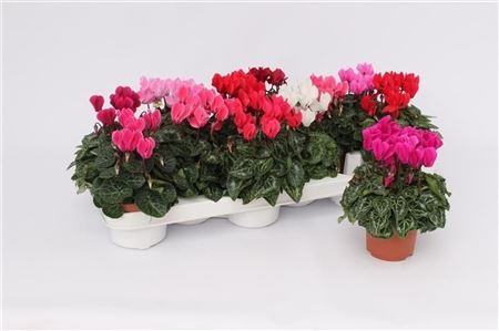 Cyclamen Per Ss Mini Gemengd