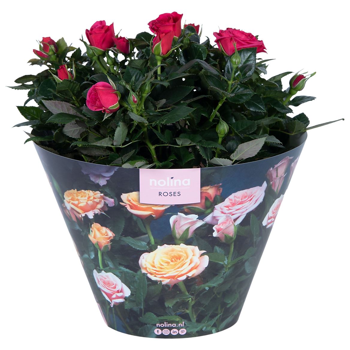 Rose Patio Hit Deep Pink Hoes