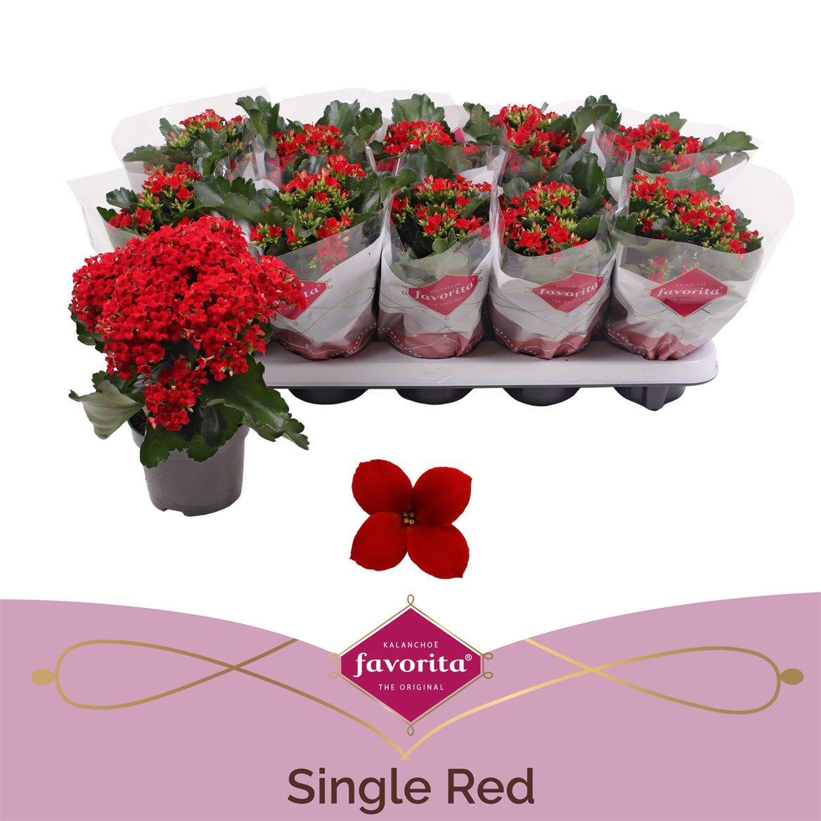Kalanchoe Bl Rood