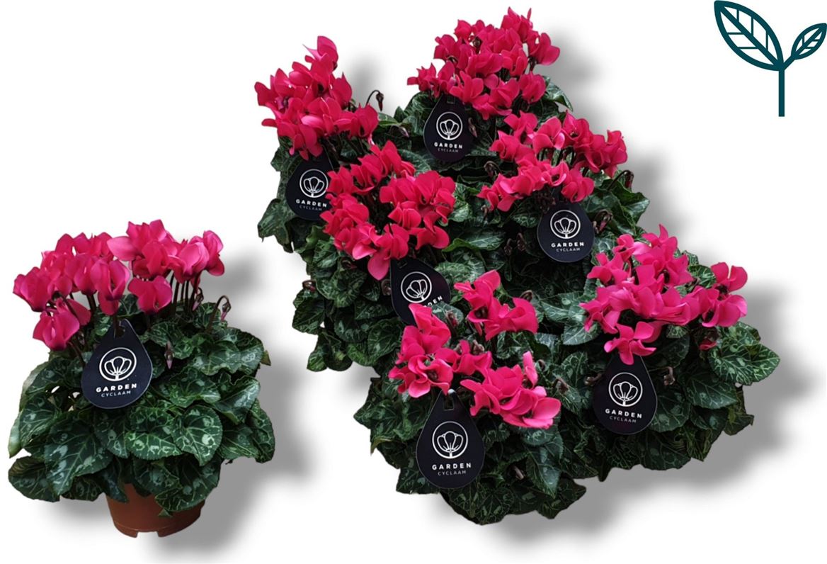 Cyclamen Per Garden Patio Roze